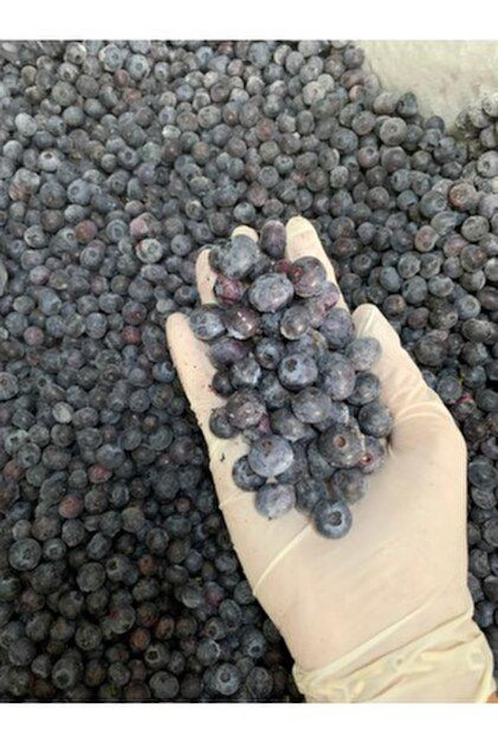 Triedenie čerstvo zozbieraných čučoriedok rukami v rukaviciach